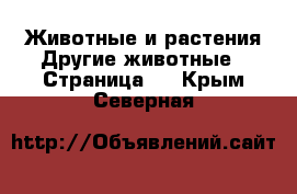 Животные и растения Другие животные - Страница 2 . Крым,Северная